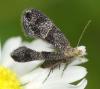 302811 – Photo : Denis Poirier – France (74)